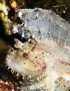 Portrait of a white Leaf  Scorpionfish Taenotus triacanthus by Alberto Romeo 